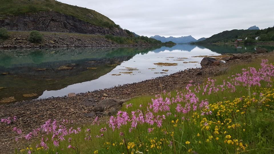 Skjellbogen Hyttegrend Sortland Bagian luar foto